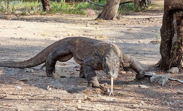 Nusa Penida Islands Tour