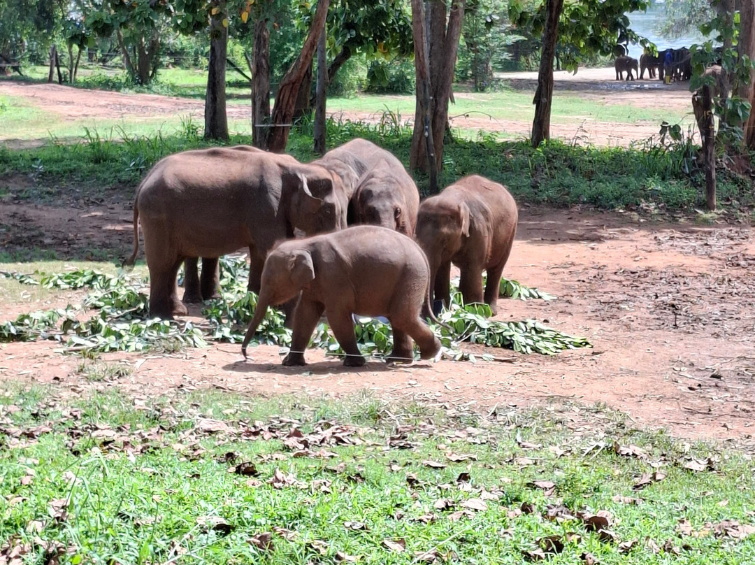 Elephant Transit Home (ETH)-乌达瓦拉维国家公园必去景点