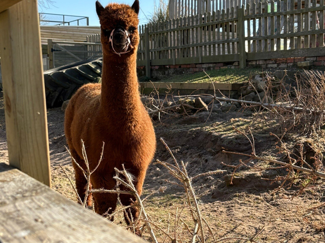 Mablethorpe Seal Sanctuary and Wildlife Centre景点图片