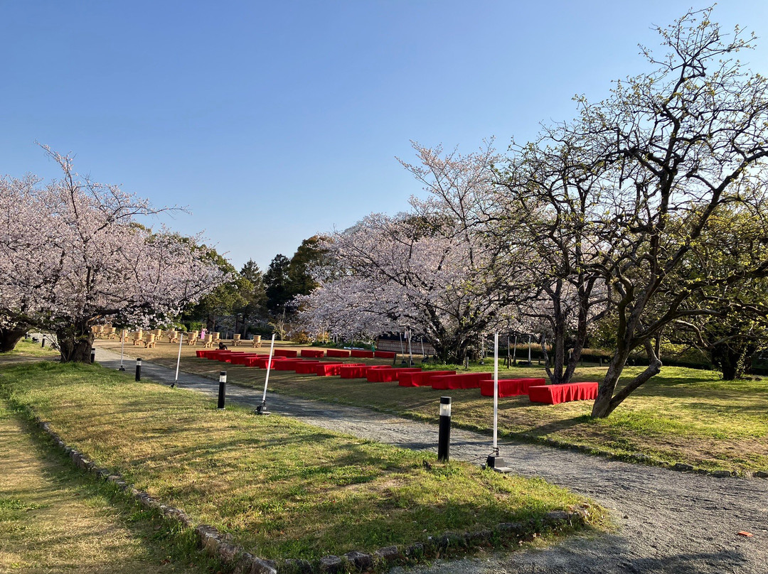 Fukuoka Castle Cherry Blossom Matsuri景点图片