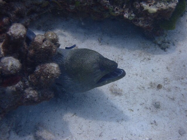 夏基潜水中心-卡伦必去景点