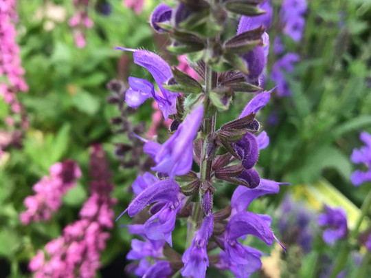 Coen Jansen Vaste Planten