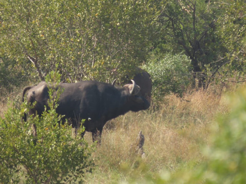 Wanyama Safaris-克鲁格国家公园必去景点