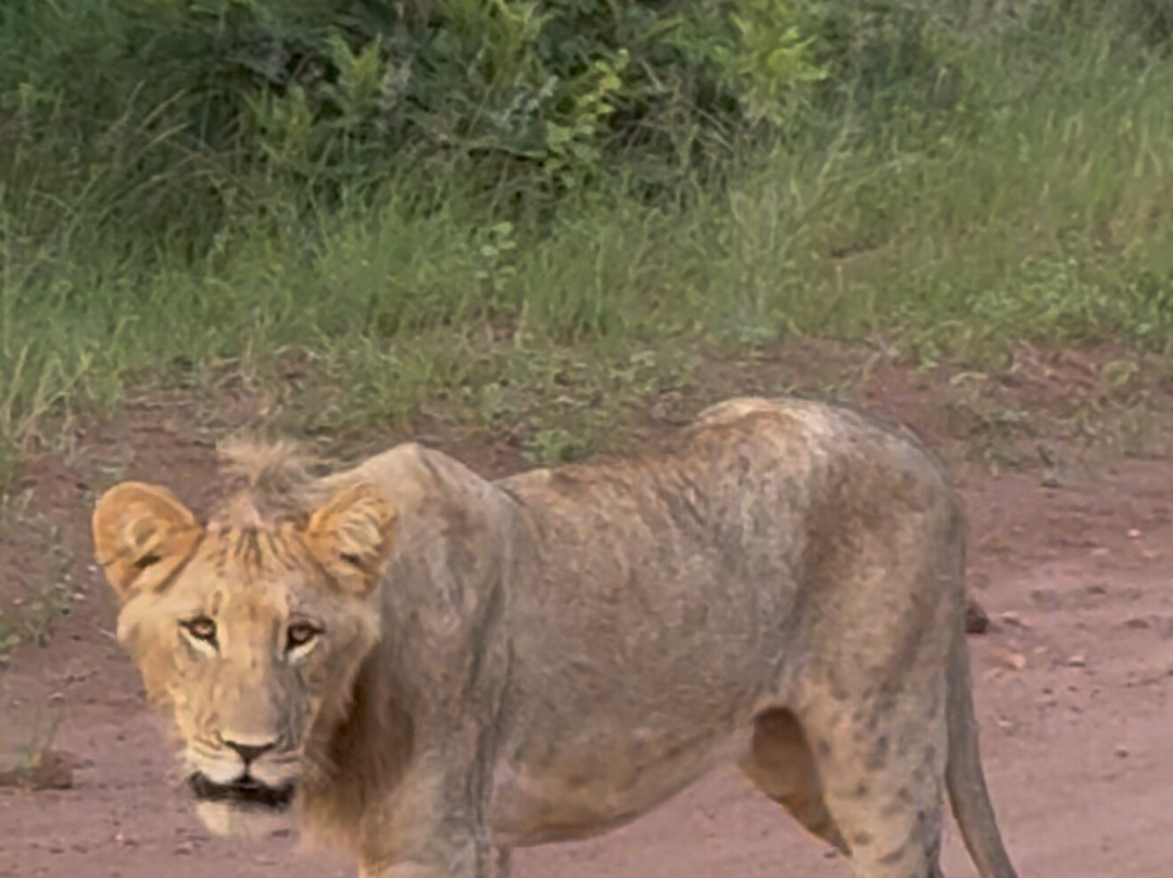 Honeyguide Ranger Camp-Entabeni Game Reserve必去景点