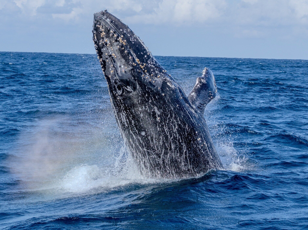 Go Whale Watching Sydney景点图片
