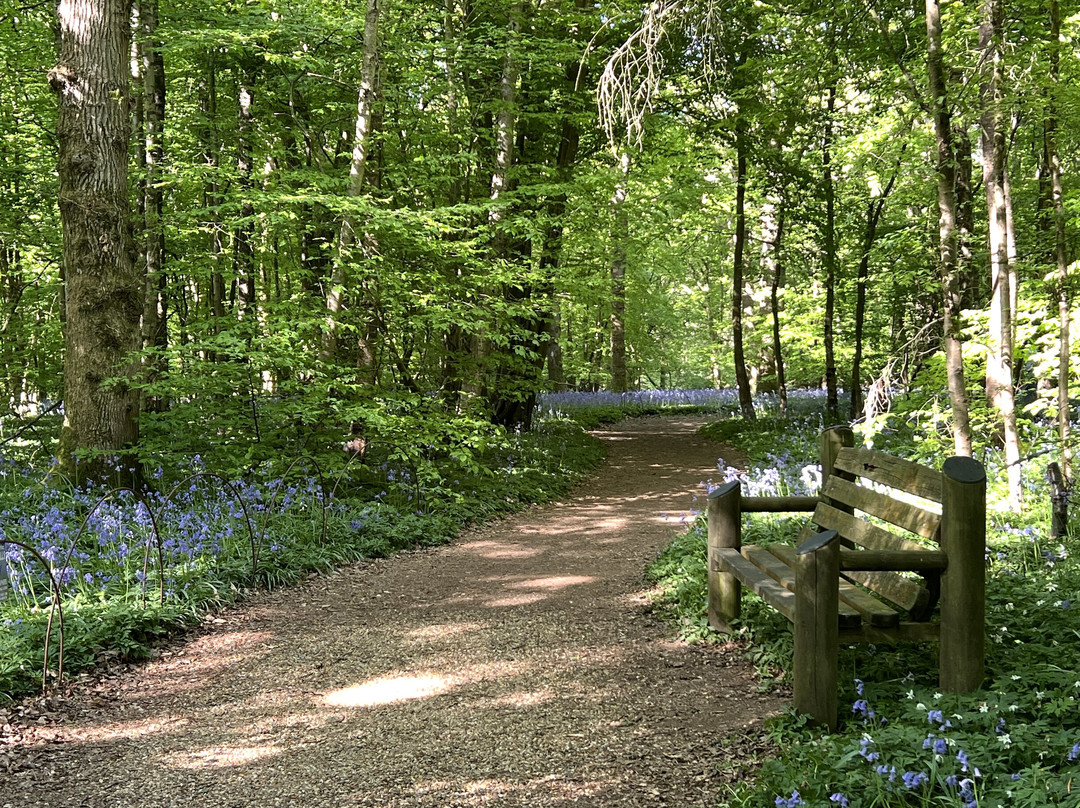 Arlington Bluebell Walk景点图片