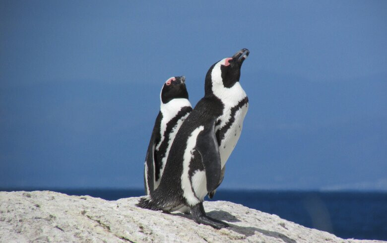 Randy's Private Day Tours-开普敦中心区必去景点