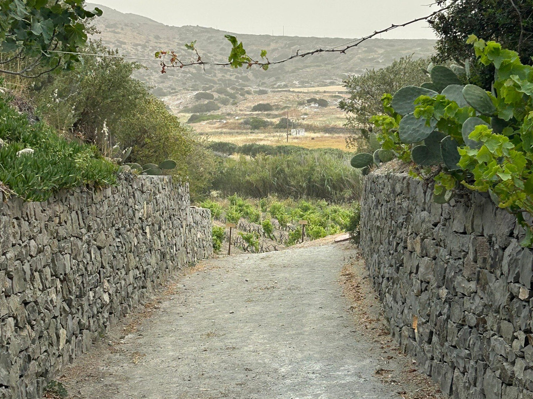 Kostantakis Cave Winery-Pollonia必去景点
