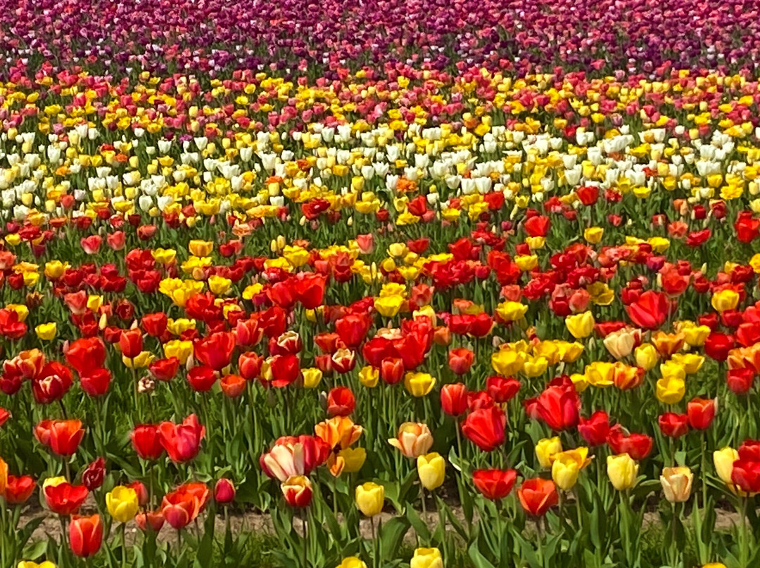 Tulleys Tulip Garden - Warwickshire-沃里克必去景点
