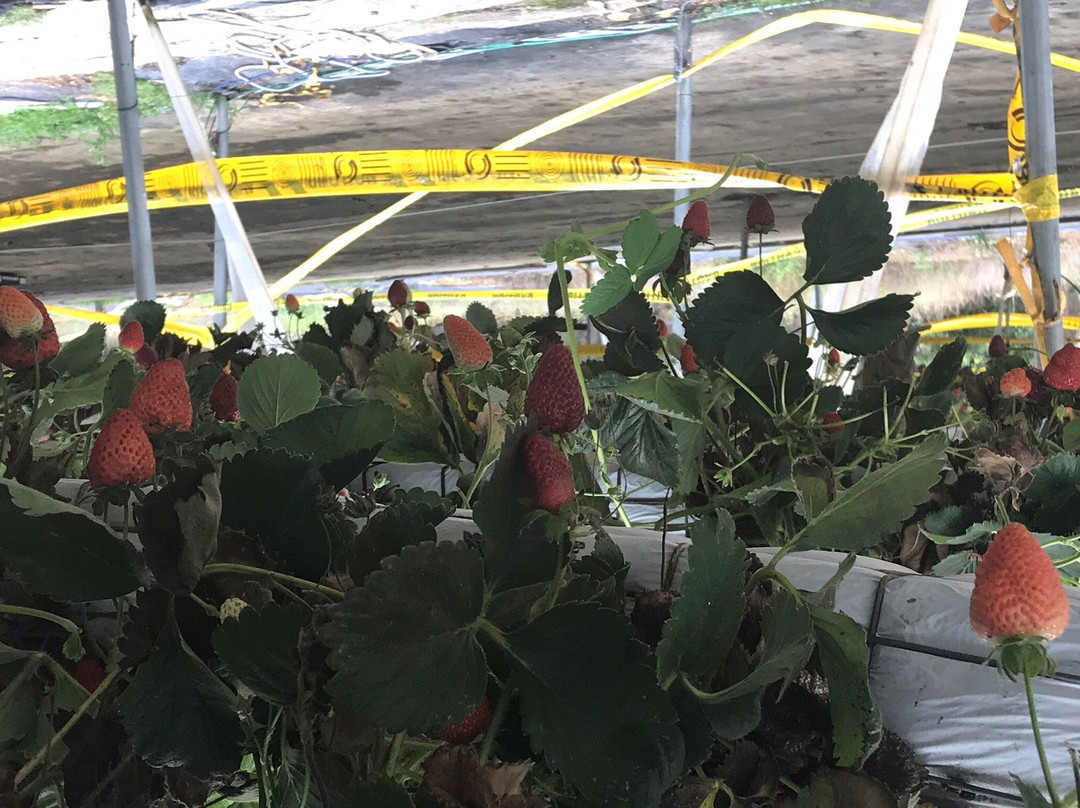 Berrylicious Strawberries-Thirlmere必去景点