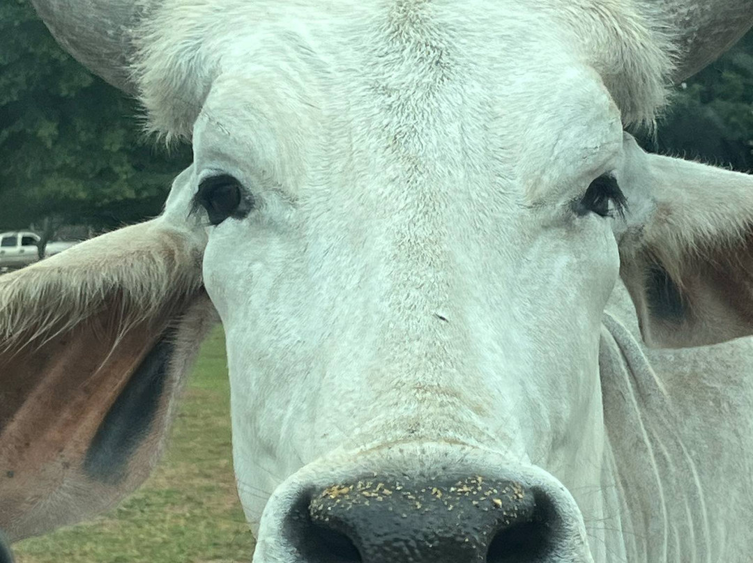 Lake Hartwell Wildlife Safari-Hartwell必去景点