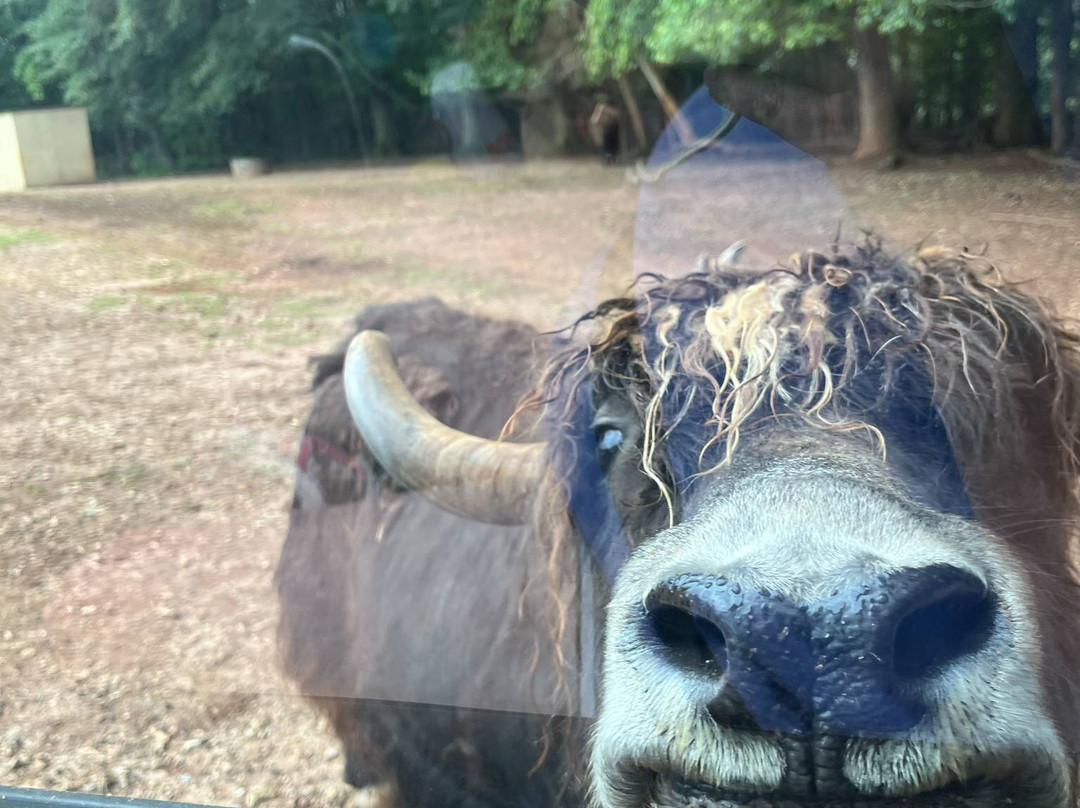 Lake Hartwell Wildlife Safari-Hartwell必去景点