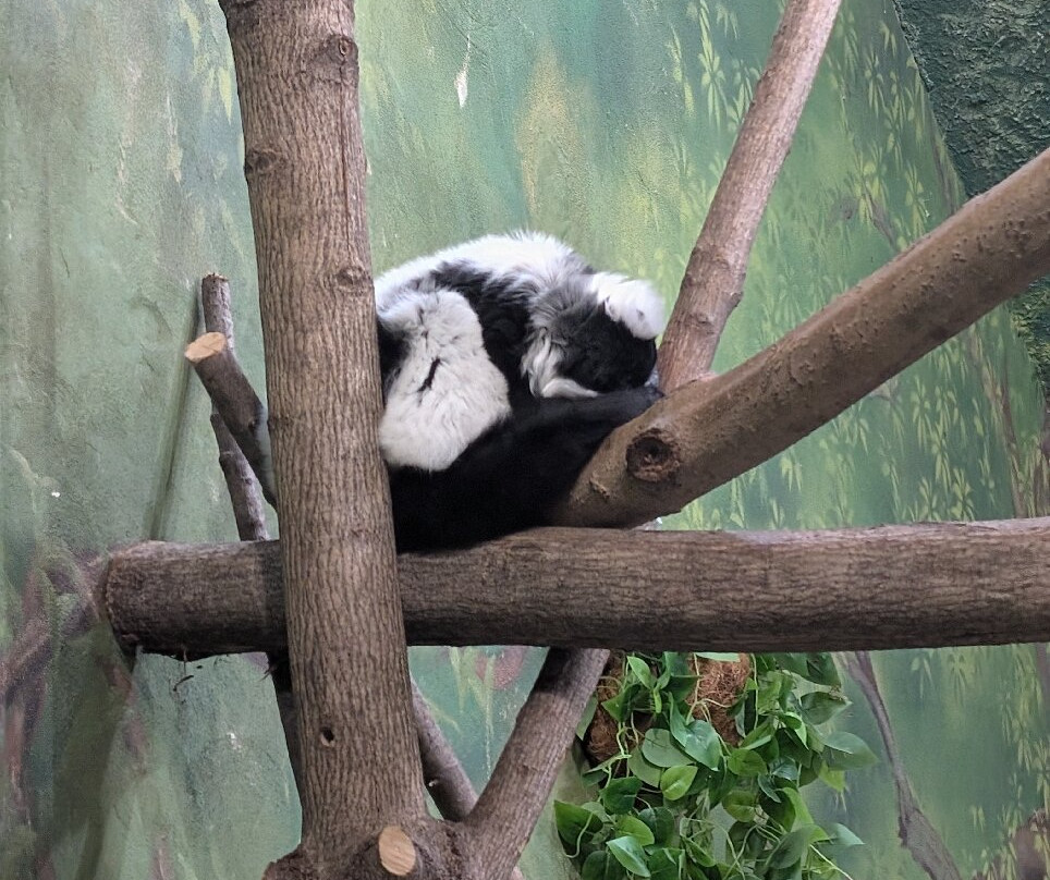 罗萨蒙德吉福德动物园景点图片