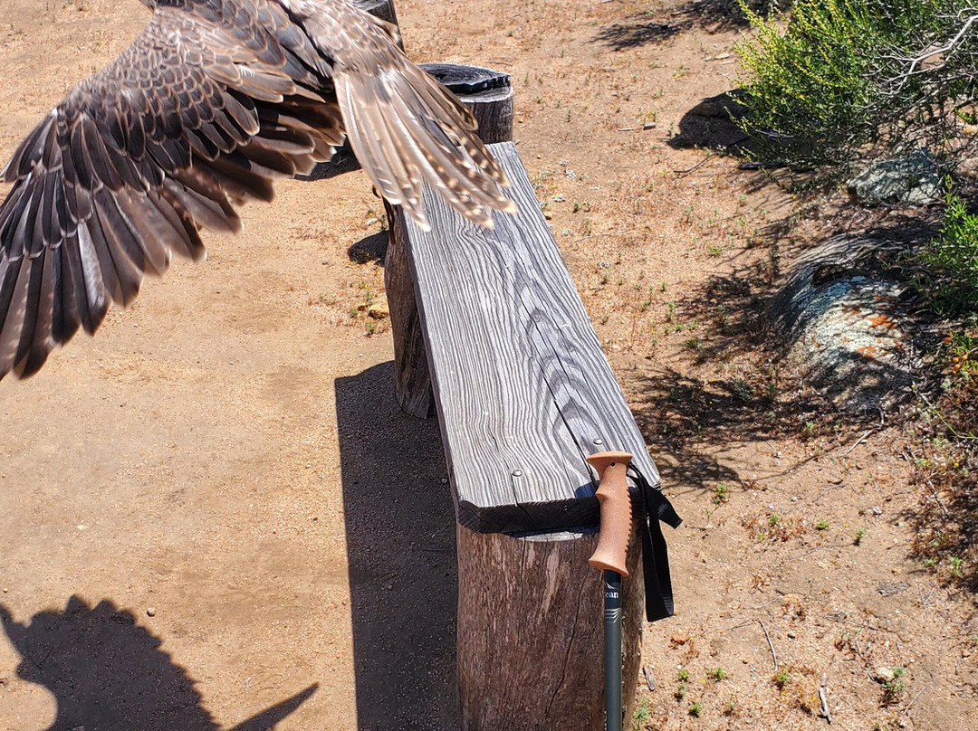 Avian Behavior International景点图片