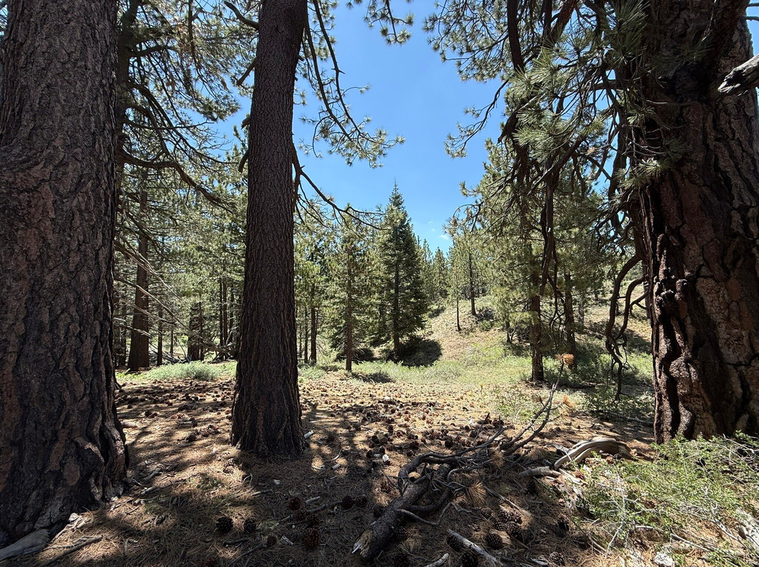 Mt. Pinos-Frazier Park必去景点