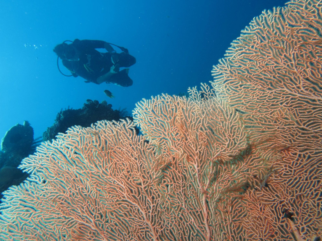 Wakatobi Dive Trip景点图片