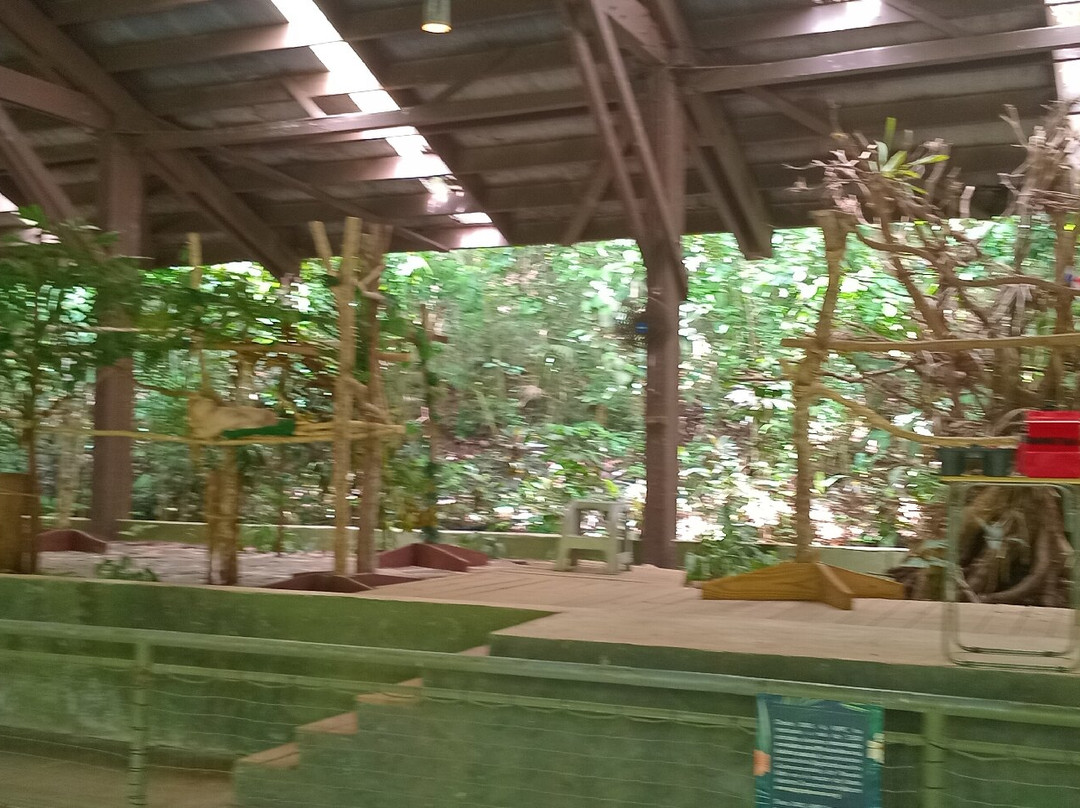 Gamboa Sloth Sanctuary景点图片