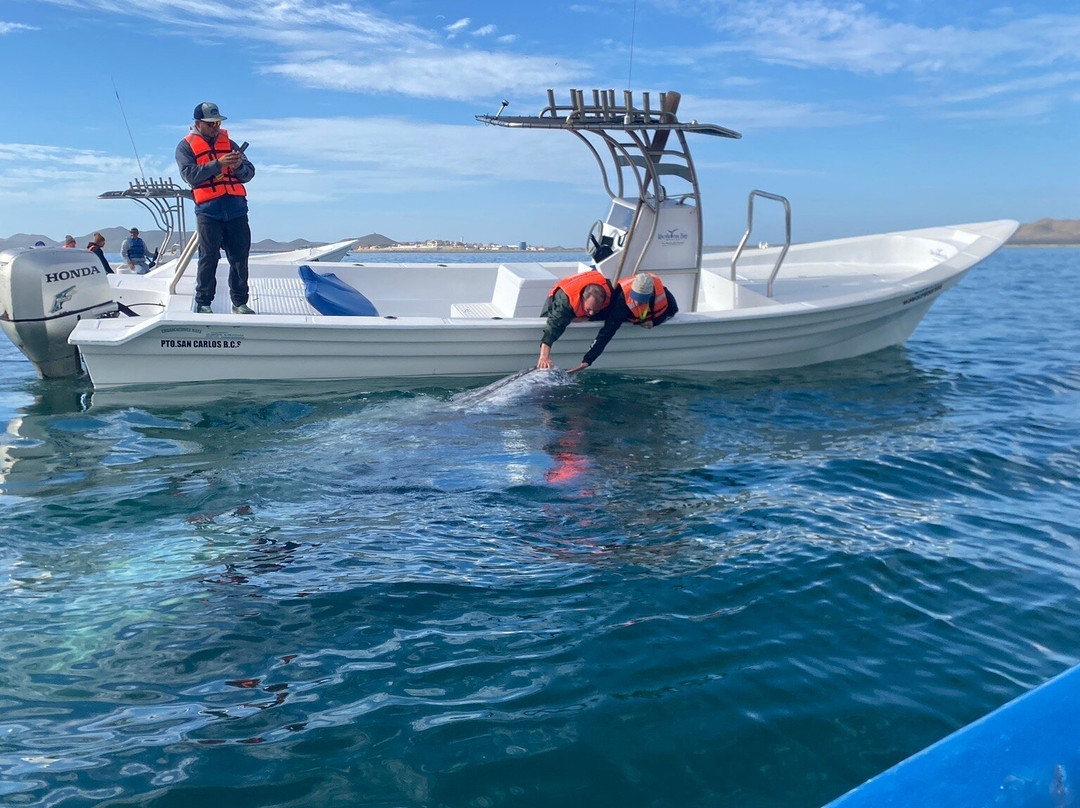 Magdalena Bay Whales-Puerto San Carlos必去景点