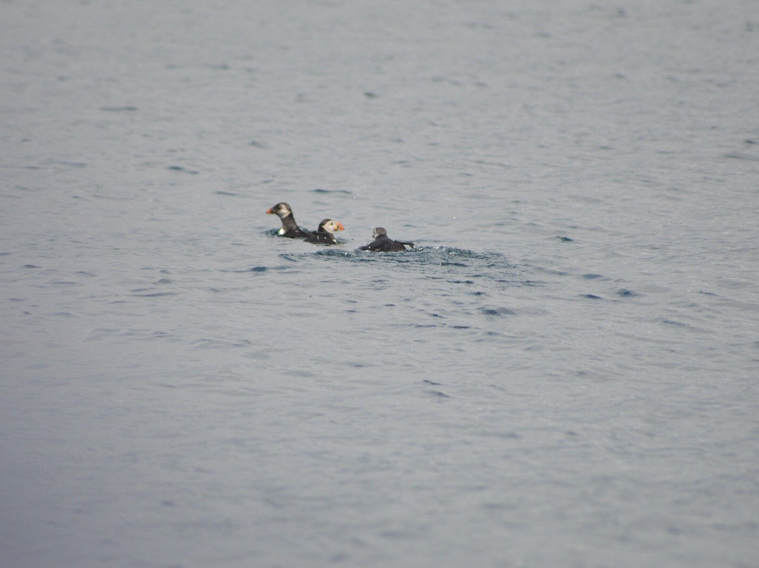 Lady Anne Wildlife Cruises景点图片