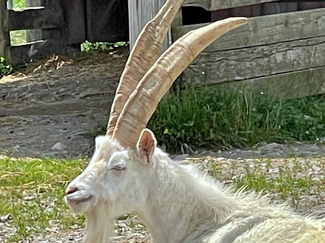 Farm Sanctuary-沃特金斯格伦必去景点