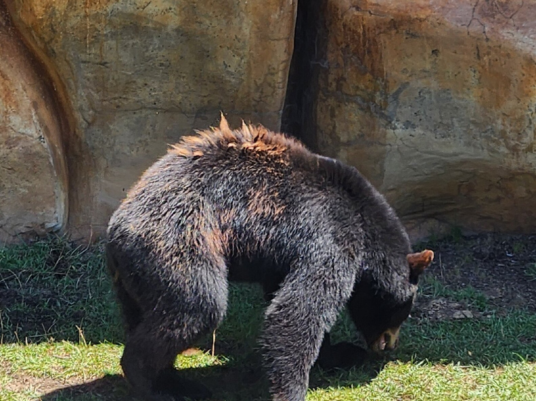 Three Bears General Store-皮金福奇必去景点