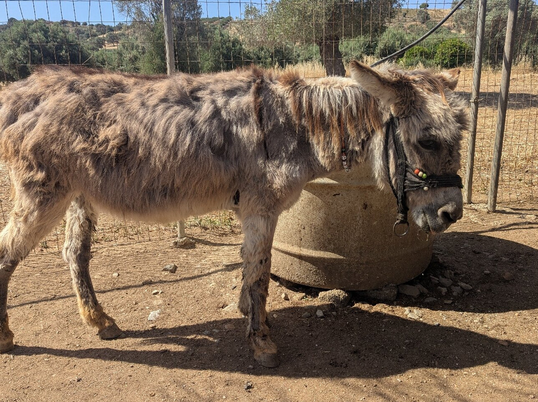 Agia Marina Donkey Rescue Sanctuary-Petrokefali必去景点