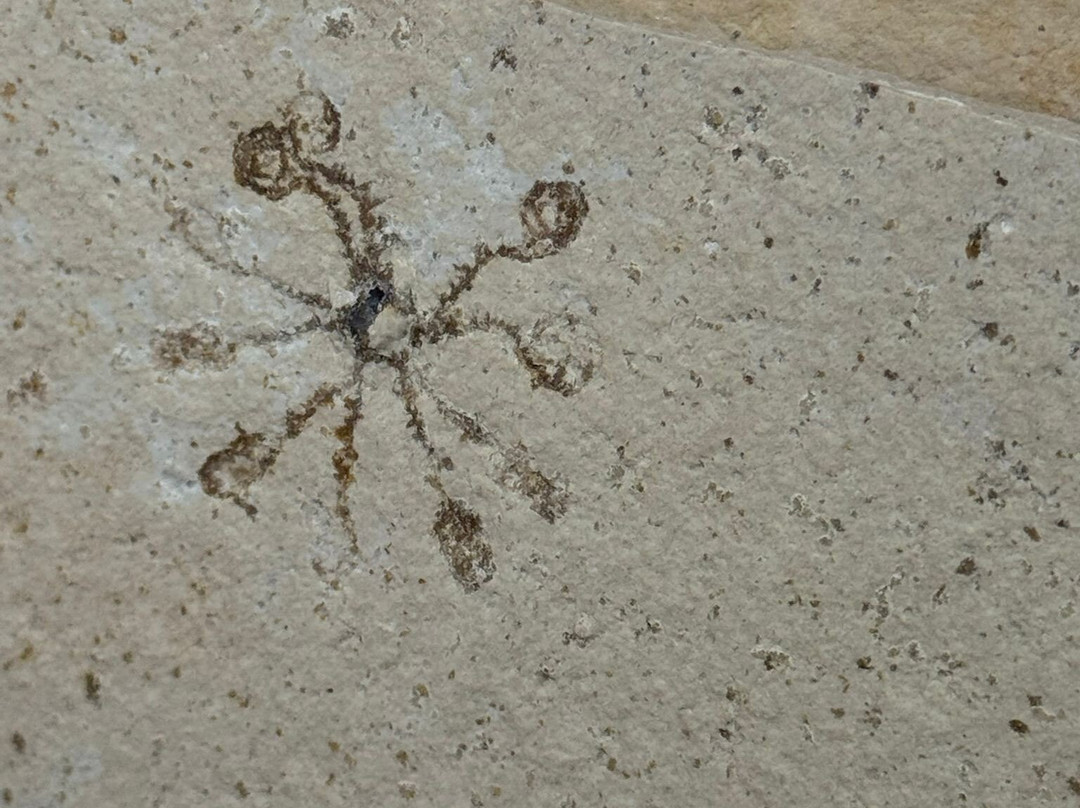 Fossiliensteinbruch Blumenberg-艾希施泰特必去景点