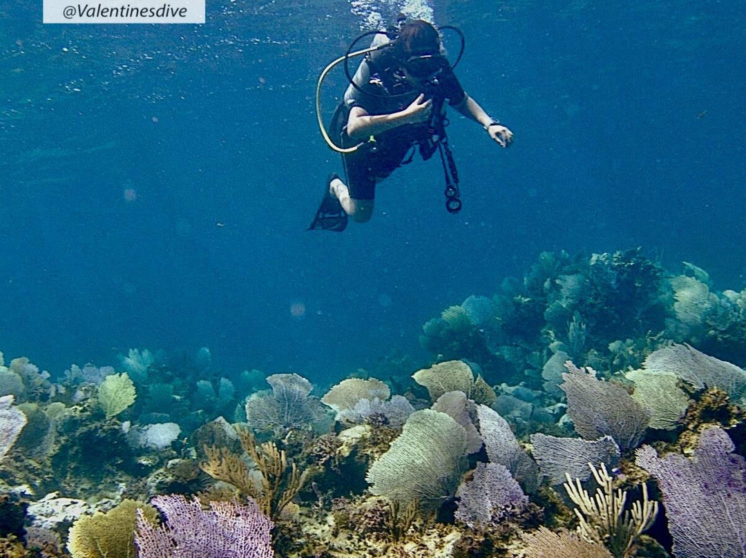 Valentine's Dive Center-哈勃岛必去景点