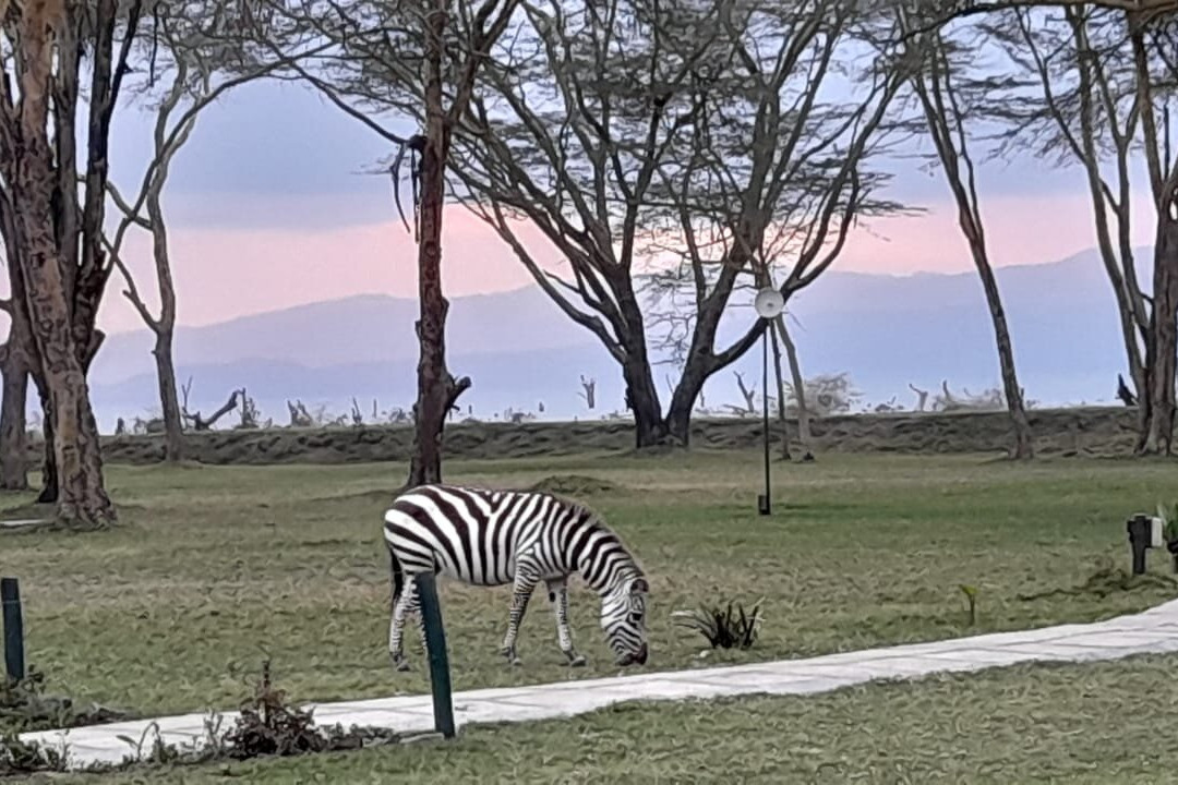 奈瓦沙索帕湖狮子木屋旅馆主图