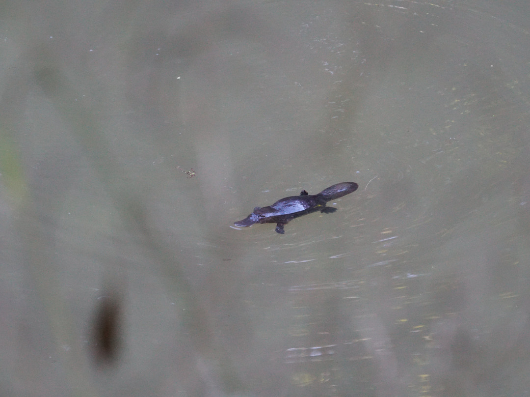 Eyes on Wildlife- 阿瑟顿必去景点