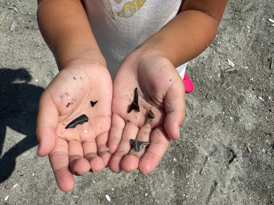 Tybee Shark Teeth Tours-泰碧岛必去景点