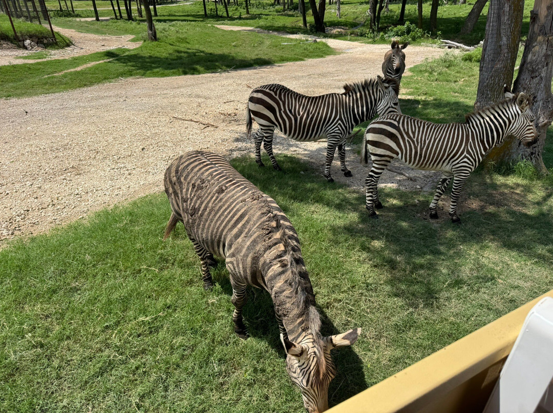 Fossil Rim Wildlife Center-Glen Rose必去景点