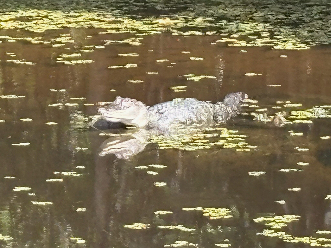 Beyond the Bayou-新奥尔良必去景点
