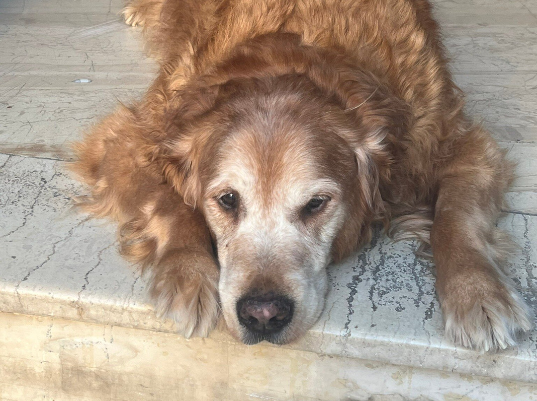 Hotel la petite Morfo主图