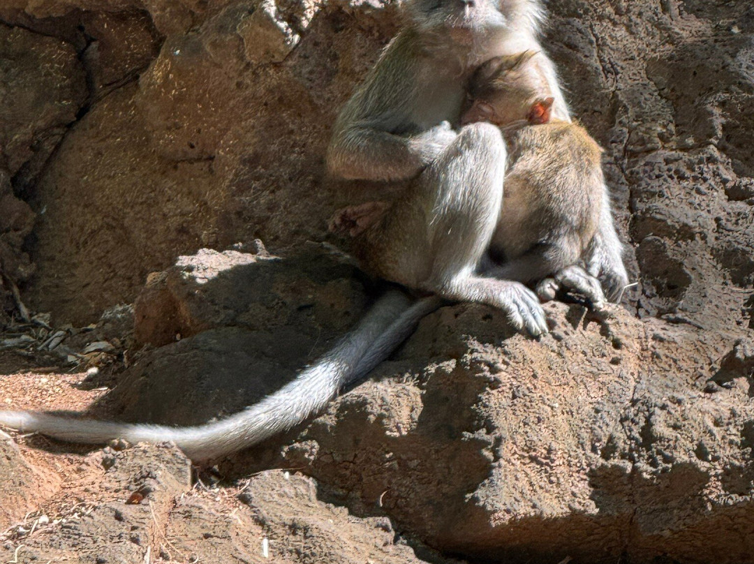 Robin De Mer-卓得多斯必去景点