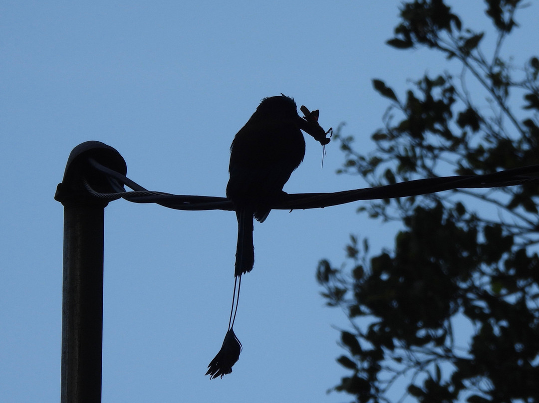 Birdwatching Tours in Sian Ka'an by Eddy-图伦必去景点