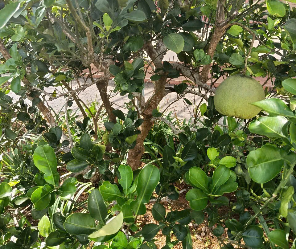 Herbal Village Limited Company