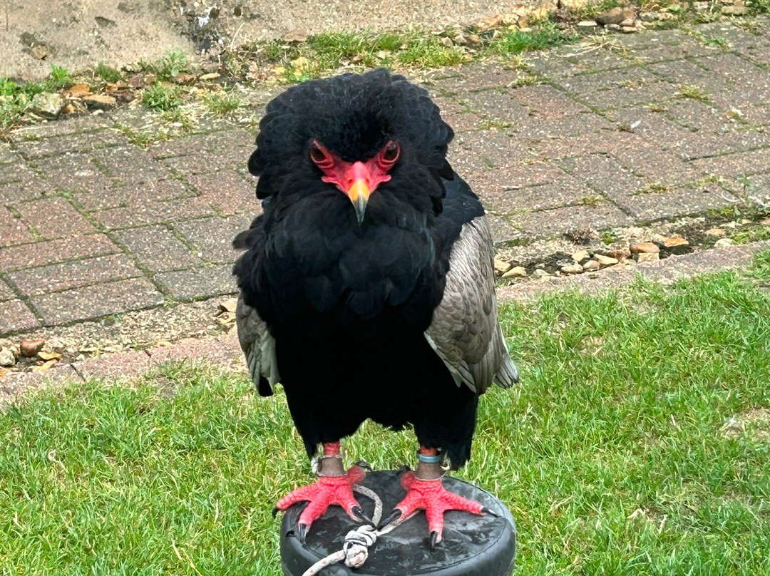 Raptor Foundation-Woodhurst必去景点
