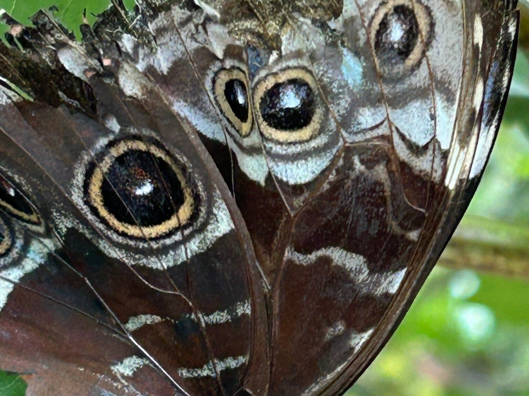 Butterfly Gardens @ Middleton Common Farm-Westmeston必去景点