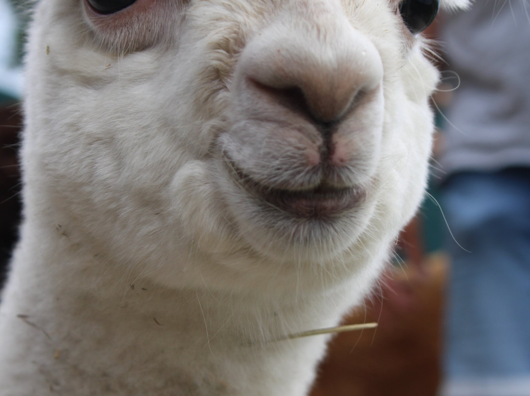 Seelenheil-Alpakas-Walsrode必去景点