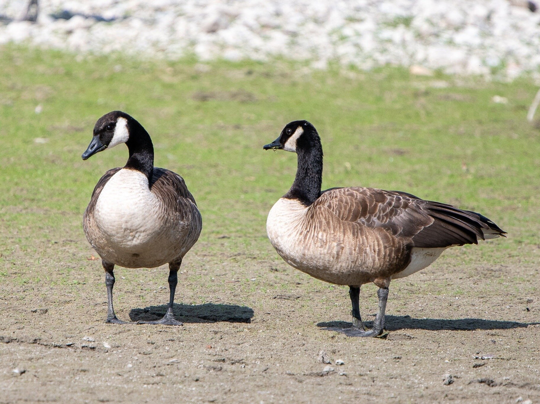 La Boire des Carrés-Saint-Remy-en-Rollat必去景点