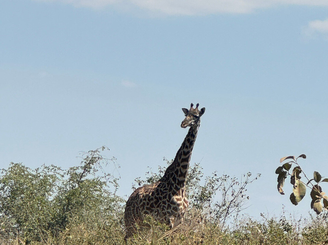 Bush and Forest Explorers-阿鲁沙必去景点