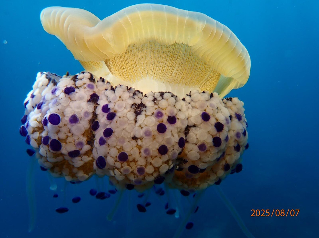 Buceo Les Basetes en Calpe-卡尔佩必去景点