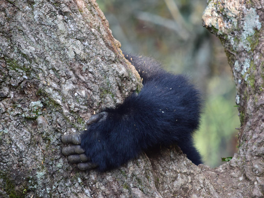 Galactic Safaris-卡巴莱必去景点