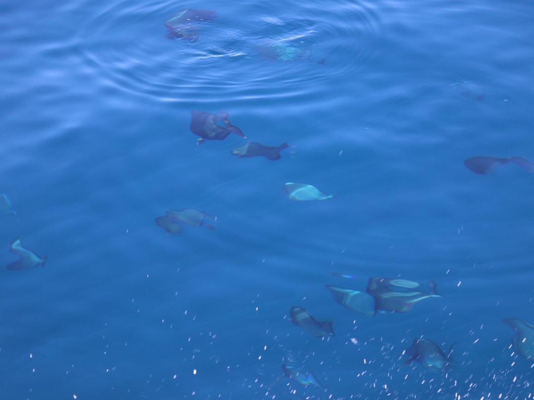 Ningaloo Whaleshark n Dive-埃克斯茅斯必去景点