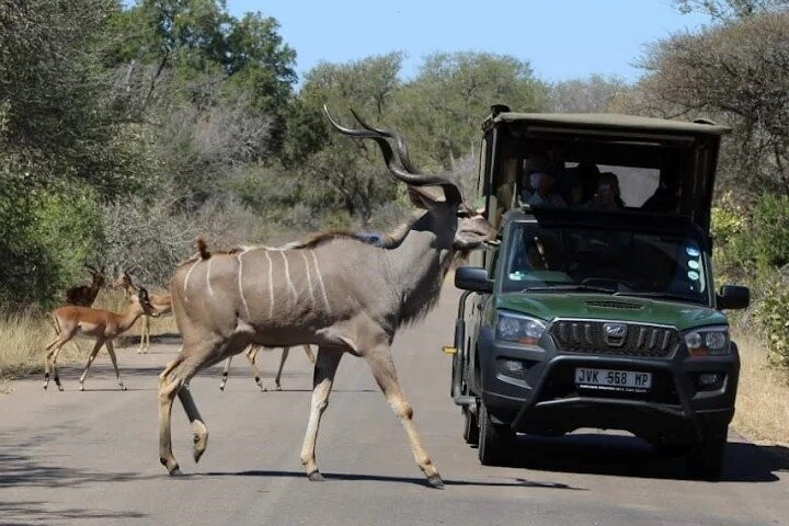 Ama-Zing Kruger Park Safaris
