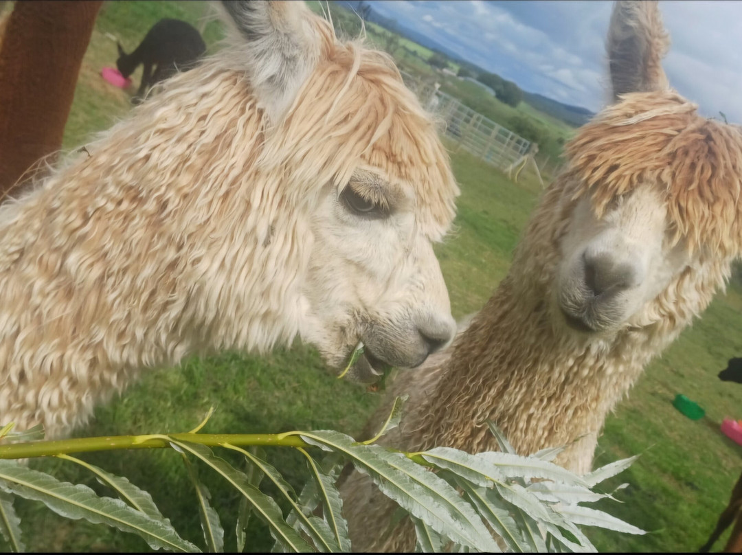 Millburn Alpacas-New Cumnock必去景点