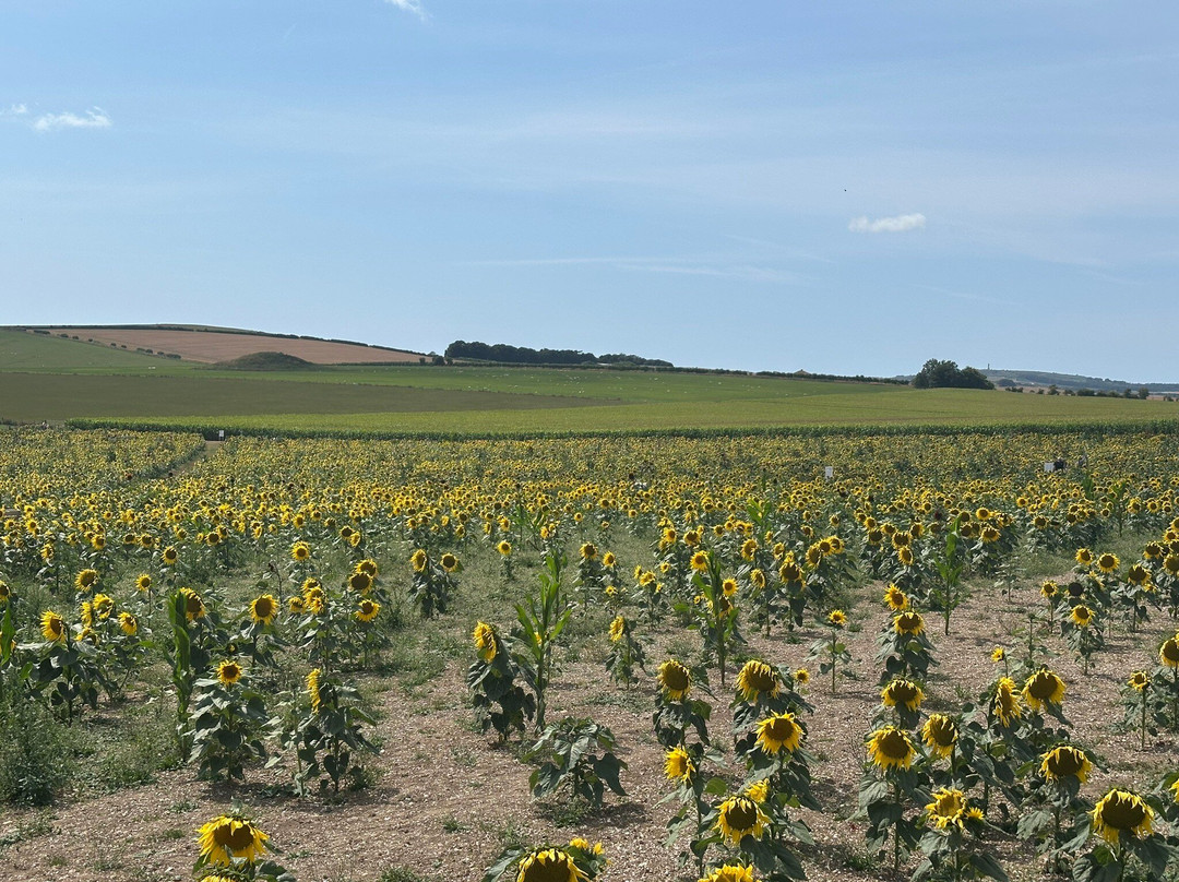 Dorset Sunflower Trail-多切斯特必去景点