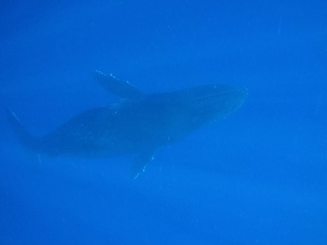 Bubbles Below-艾图塔基必去景点