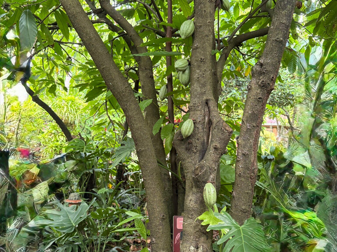 La Maison du Cacao-Pointe-Noire必去景点